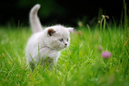 可爱的小猫，在绿色的草地