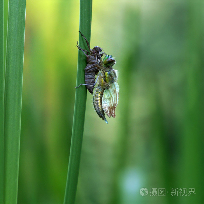 蜻蜓的若虫的诞生