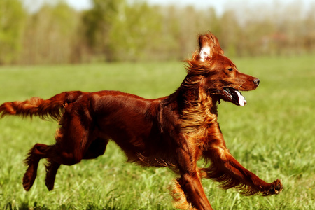 快乐的狗爱尔兰塞特犬跳