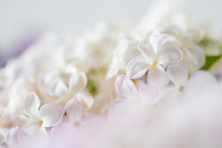 美丽的白色丁香花背景