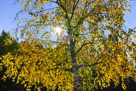 与在索非亚市南方公园里的黄色树木的秋天景色