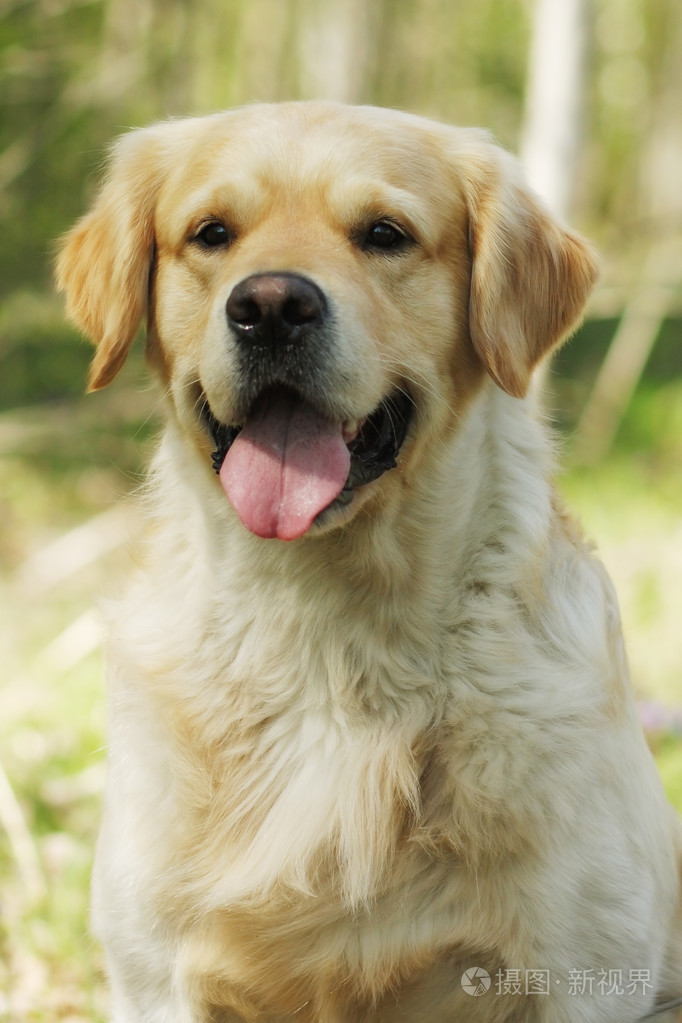 纯种的金毛狗