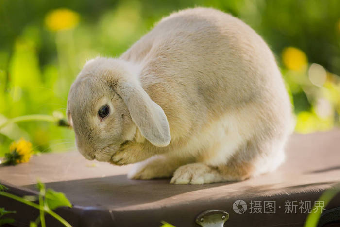 小兔子在草地上。关闭