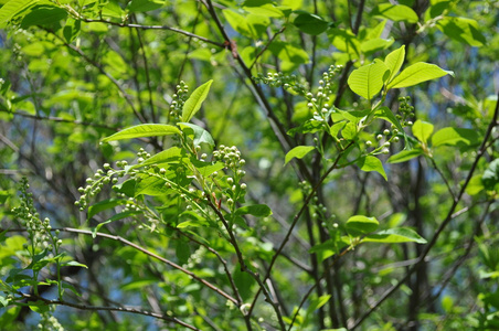 朴树开花前的朴树树照片