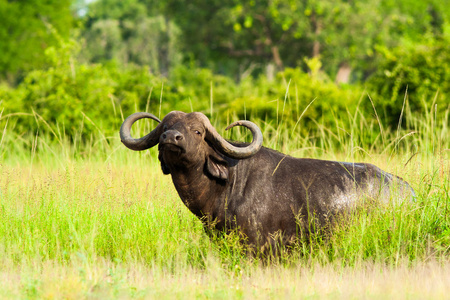 野生非洲水牛
