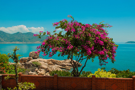灌木，有红色的花朵，在大海的背景上。芽庄。越南
