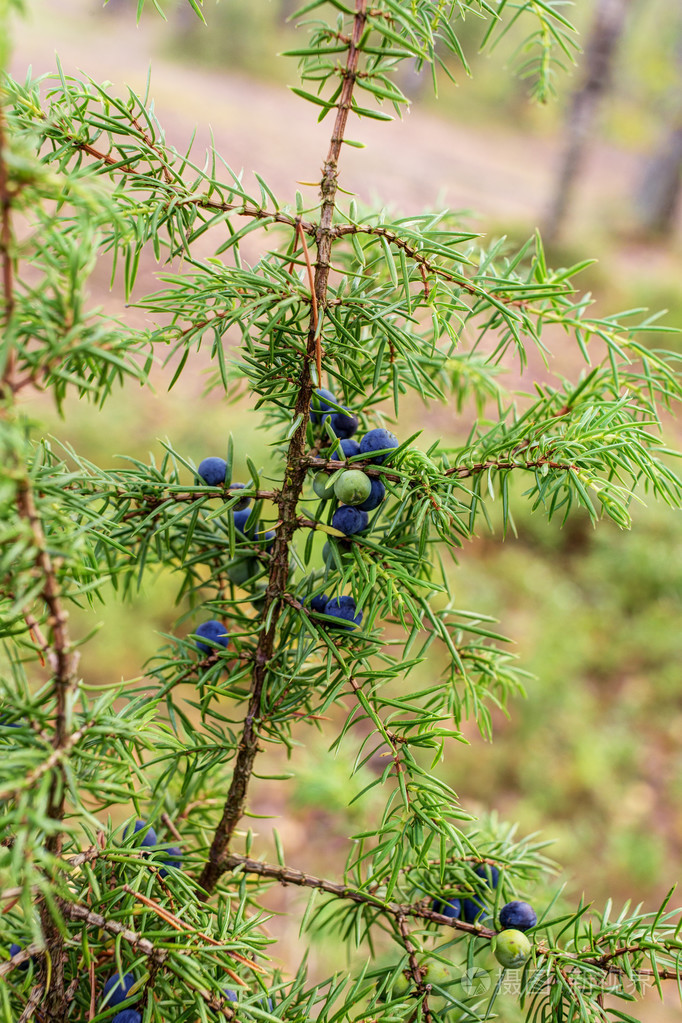 有成熟浆果的杜松子