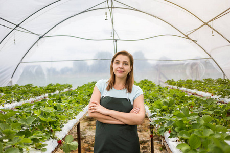女性温室工人盒草莓,采摘浆果农场,草莓作物概念的女人照片