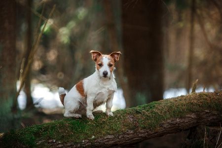 狗繁殖走在森林里的杰克罗素梗犬