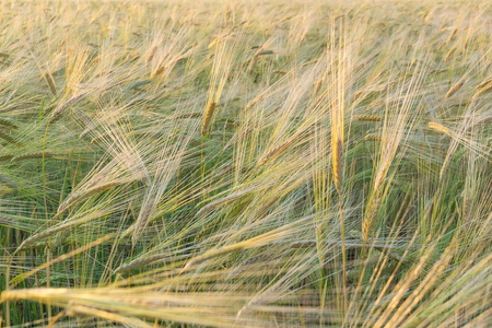 领域的绿色小麦