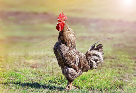 公鸡在草地上图片