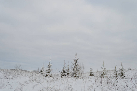 冬季田园风光与白雪和白色田野图片