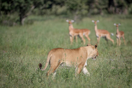 狮子走在一群黑斑羚的前面
