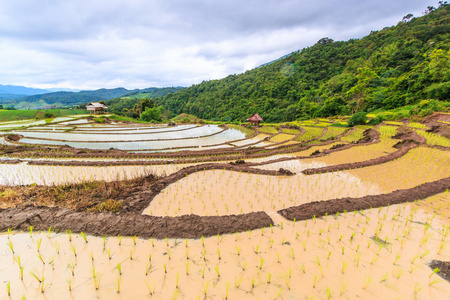 水稻实地景观