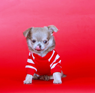 可爱的吉娃娃坐在红色的衣服。小狗伸出舌头