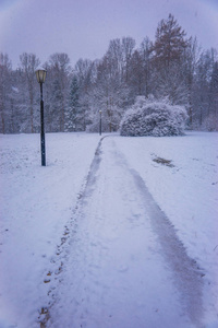 森林草地上华丽的灌木覆盖着蓬松的雪