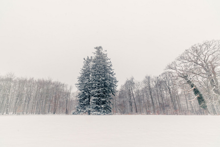 在公园里的雪覆盖着的大松树树