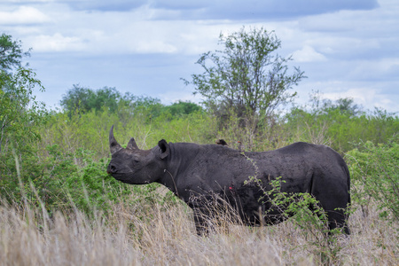 黑犀牛在南非克鲁格国家公园