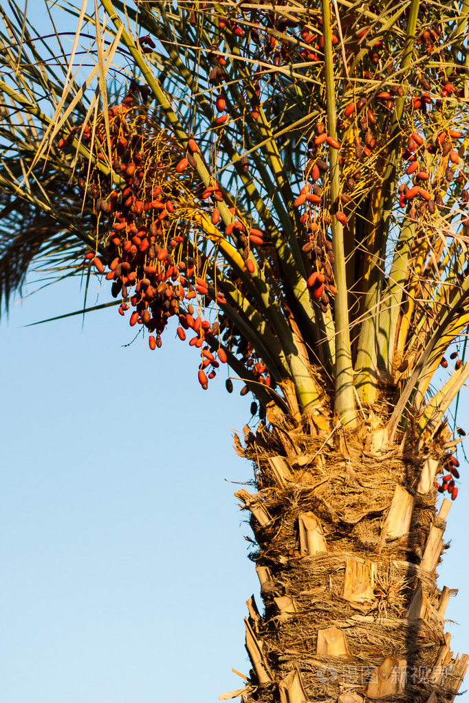 有红色日期的椰枣树