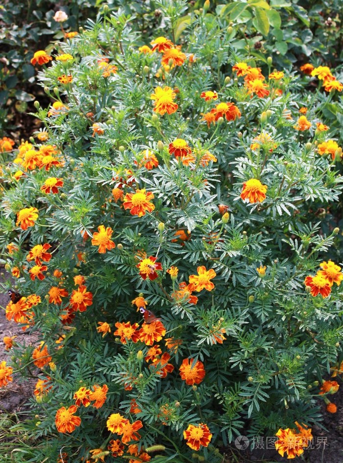 在花园里金盏花