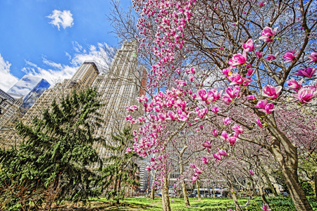 位于曼哈顿下城的市政厅公园玉兰花开花