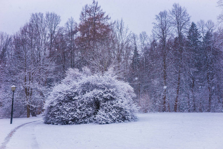 森林草地上华丽的灌木覆盖着蓬松的雪