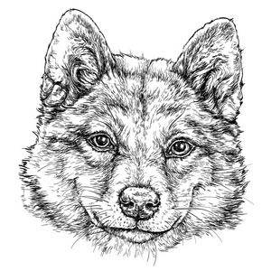 秋田犬图图片