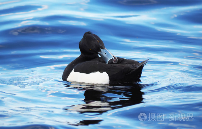 毛冠鸭在湖面上清理