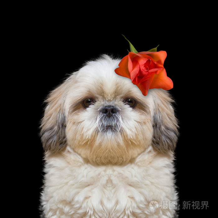 狗的头部装饰着美丽的玫瑰