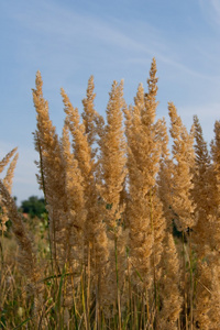 木材的小芦苇或 bushgrass