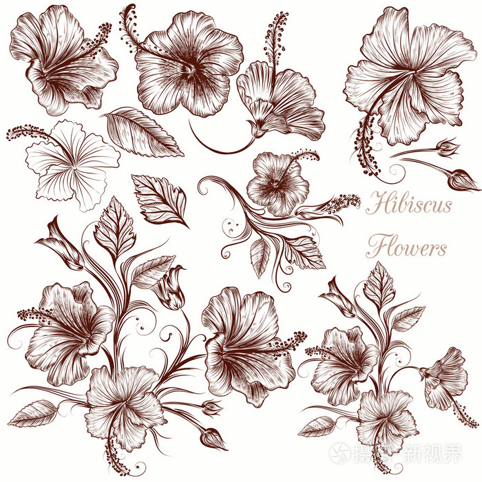 组的向量手绘芙蓉花