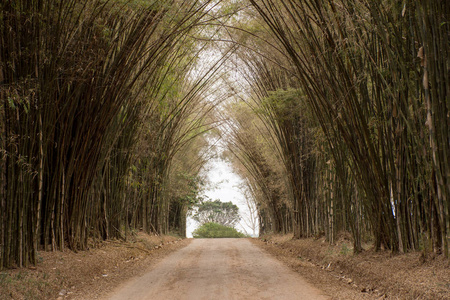 绿色竹林中的美丽道路景观