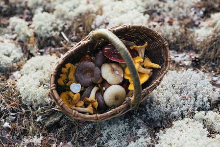 白色苔藓上的蘑菇篮