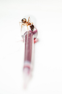 移液管的蚂蚁