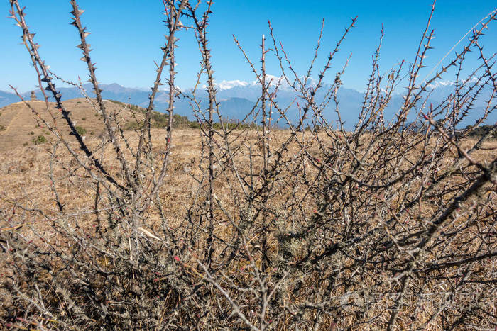 刺荆棘灌木照片-正版商用图片0eh2eo-摄图新视界