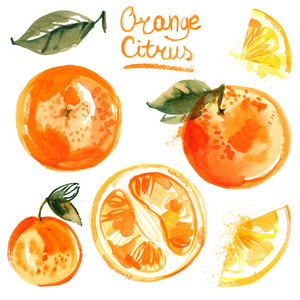 一组在白色背景上涂上水彩的橘子。橙, 果, 叶, 抽象斑点的一半