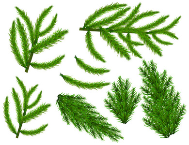 绿色冷杉树枝的现实设置。在白色背景上的圣诞树树枝, 用于贺卡传单横幅