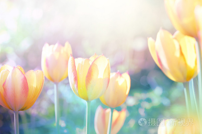 自然背景。软焦点郁金香花盛开