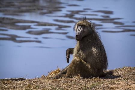 南非狒狒在南非克鲁格国家公园