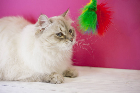 一只西伯利亚猫在粉红色的墙上