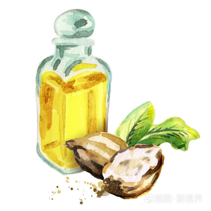 乳木果有机精油.水彩插图