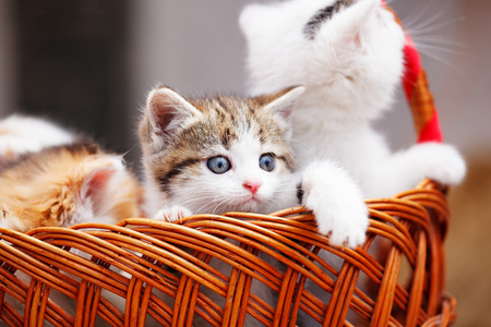 小猫在篮子里。太阳夏季的一天