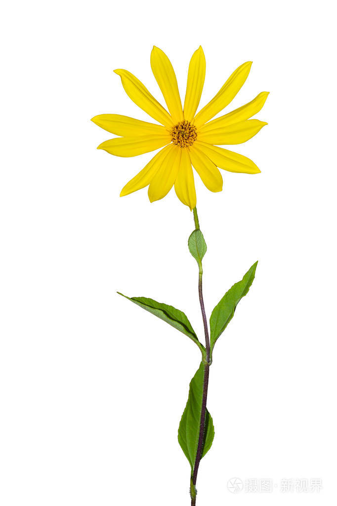 孤立在白色的花菊芋 Topinambur 照片 正版商用图片0eh9oh 摄图新视界 孤立在白色的花菊芋 Topinambur 照片 正版商用图片0eh9oh 摄图新视界