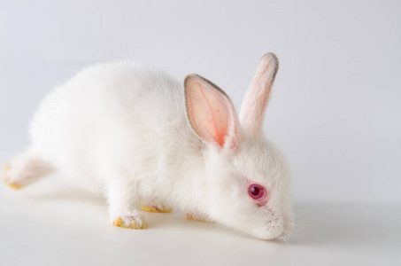 白兔在复活节动物概念