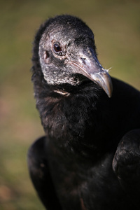 黑美洲鹫鸟