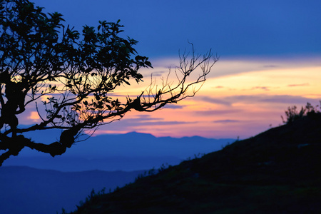 日落与剪影树上高山