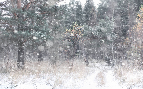 冬季森林。在一个晴朗的日子里的冬季森林景观。雪 c