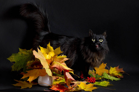 黑猫和秋天的花束照片