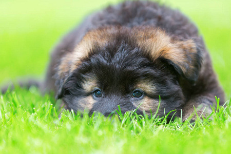 可爱的老德国牧羊犬小狗的肖像