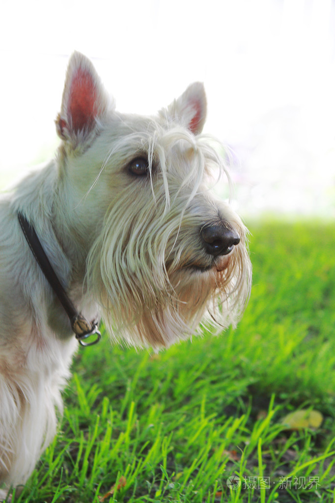 在绿色的草地和白色背景的面食苏格兰梗.